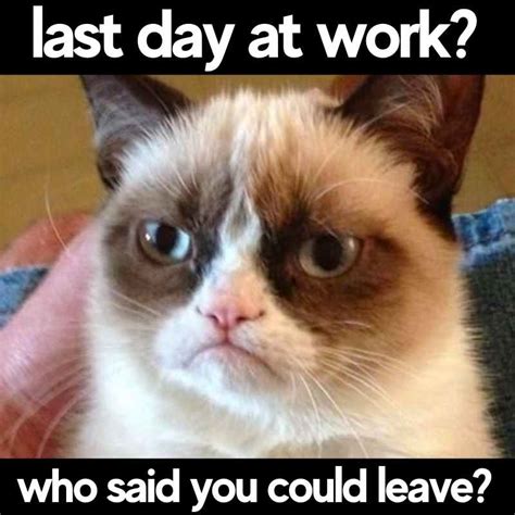 cat leaving work meme|top 10 cats with jobs.